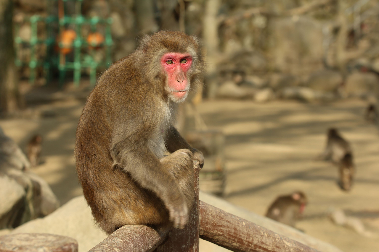 42 heridos en Japón por agresiones de macacos - Viva La Noticia Durango