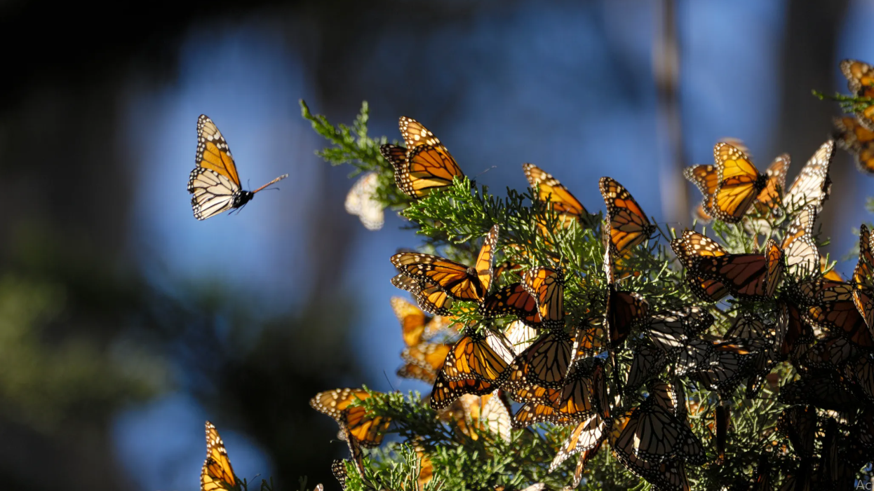 Por primera vez en la historia, científicos lograron colocar nanorastreadores a mariposas monarca
