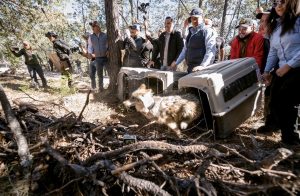 Lobo mexicano vuelve a los bosques de Durango tras más de 50 años de ausencia