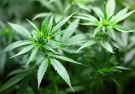El análisis sugiere que el cannabis medicinal podría ser “potencialmente beneficioso” para algunas condiciones específicas: