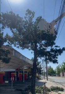 Sancionan a CFE y plaza por poda excesiva sin permiso en centro comercial Yahso