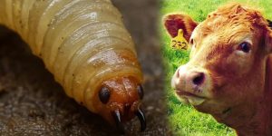 Inminente la llegada del gusano barrenador al estado: Jorge Herrera